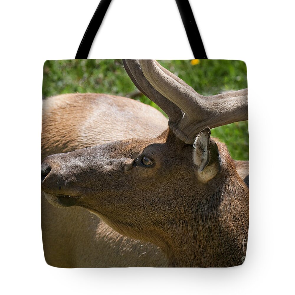 Bull Elk Tote Bag featuring the photograph Velvet by Bon and Jim Fillpot