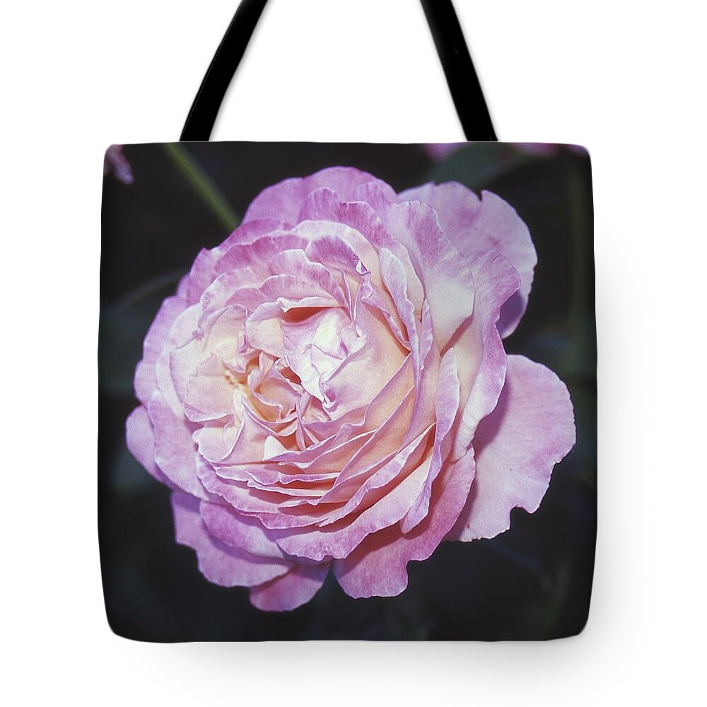 Rose Tote Bag featuring the photograph Velvia Rose by HW Kateley