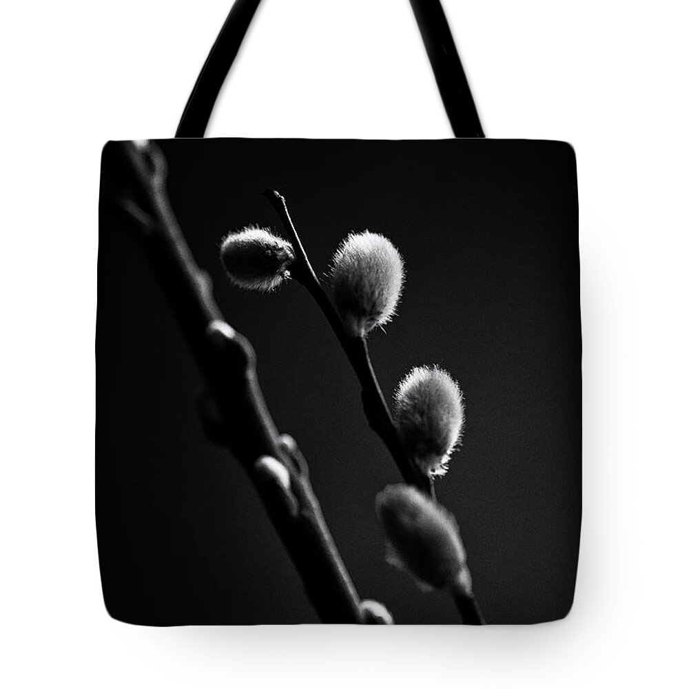 Pussy Willow Tote Bag featuring the photograph Vernal Awakening by Sue Capuano