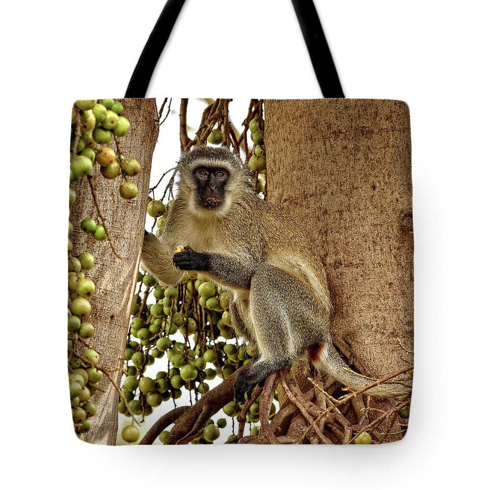 Africa Tote Bag featuring the photograph Vervet Monkey by Mitchell R Grosky