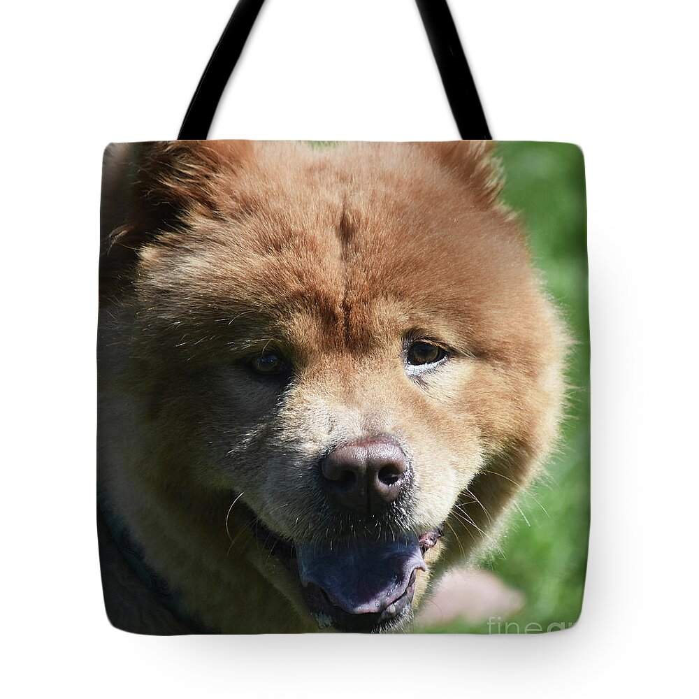 Chow Tote Bag featuring the photograph Very Delightful Brown Chow Puppy from China by DejaVu Designs