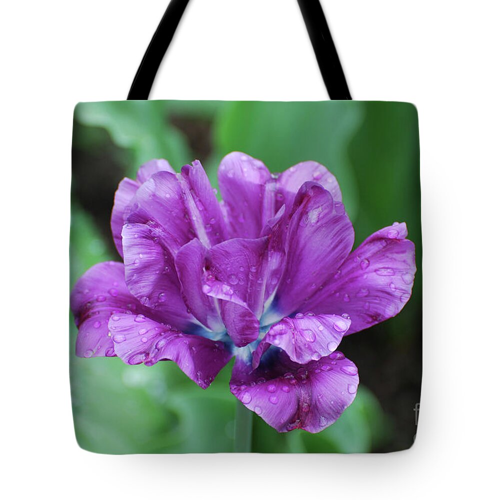 Tulip Tote Bag featuring the photograph Very Pretty Purple Tulip with Dew Drops on the Petals by DejaVu Designs