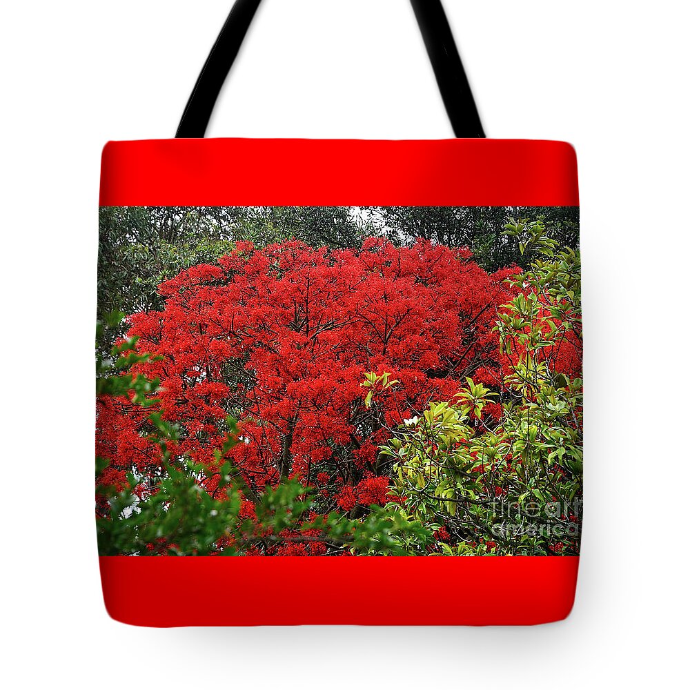 Vibrant Flame Tree Tote Bag featuring the photograph Vibrant Flame Tree by Kaye Menner by Kaye Menner