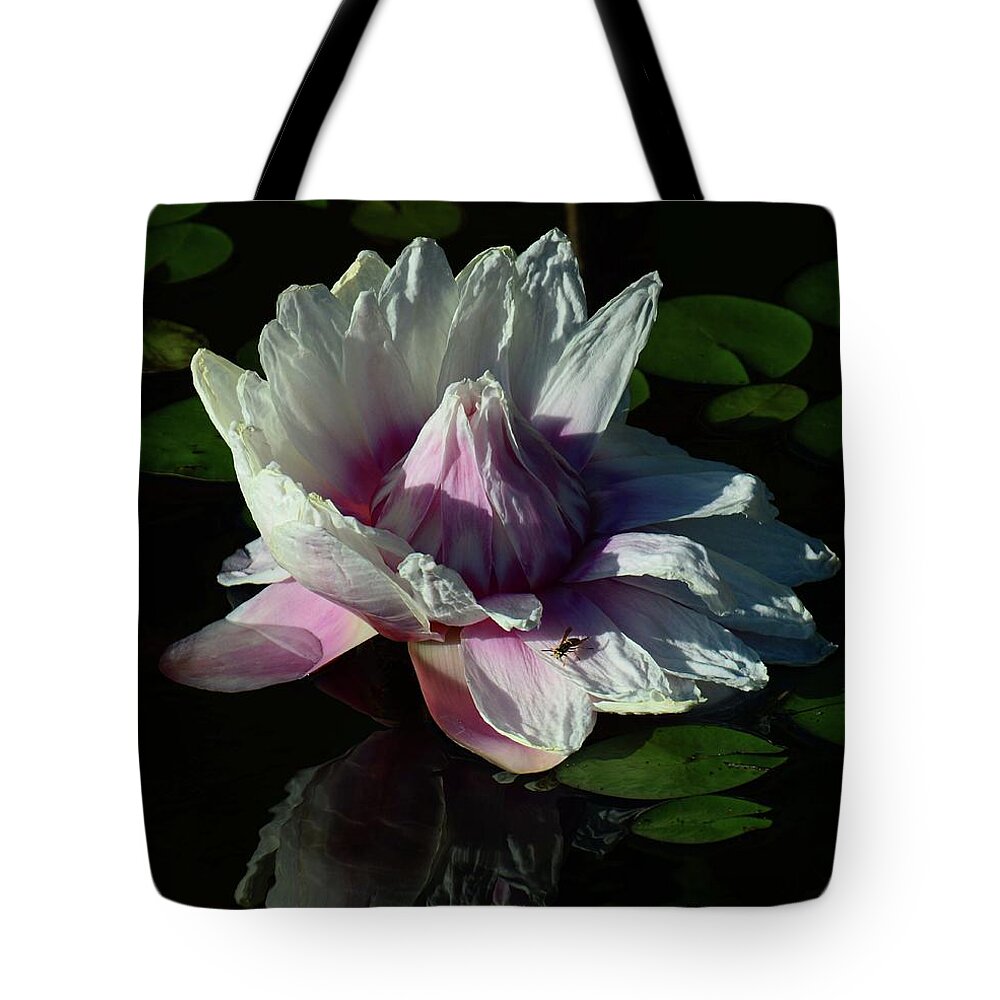 Giant Water Lily Tote Bag featuring the photograph Victoria Amazonica by Cindy Manero