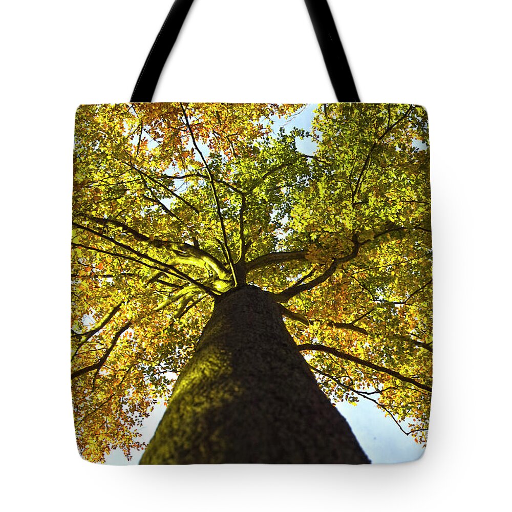 Trees Tote Bag featuring the photograph View to the top by Heiko Koehrer-Wagner