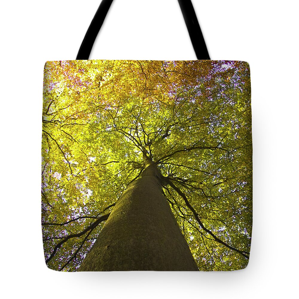 Trees Tote Bag featuring the photograph View to the top of beech tree by Heiko Koehrer-Wagner