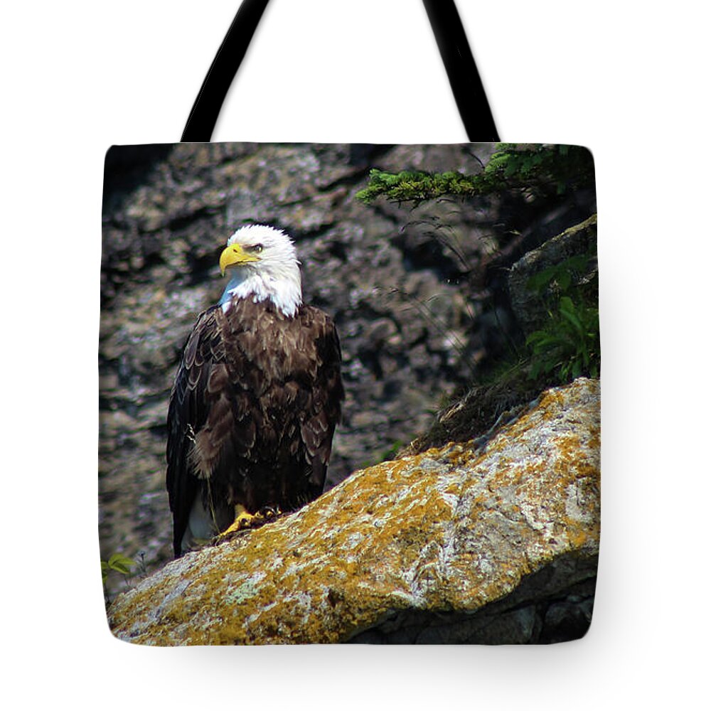Bald Eagle Tote Bag featuring the photograph Vigilance by Holly Ross