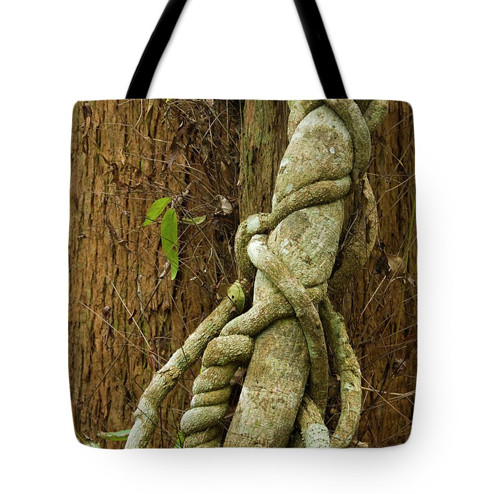 Tree Tote Bag featuring the photograph Vine by Werner Padarin