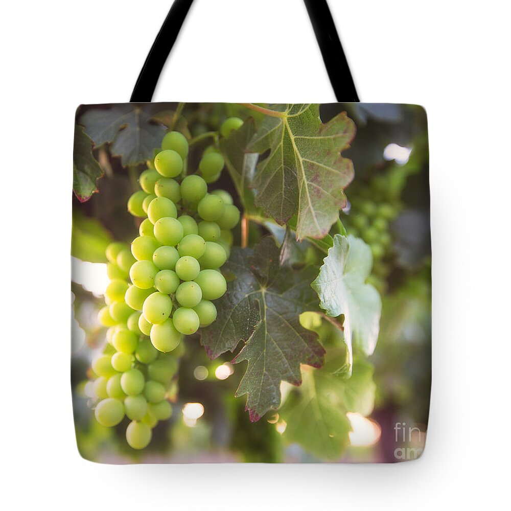 Grapes Tote Bag featuring the photograph Vineyard 1 by Anthony Michael Bonafede
