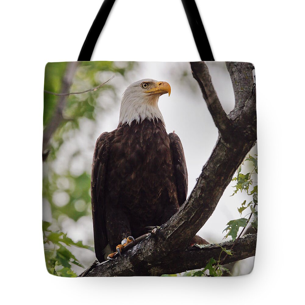 Bald Tote Bag featuring the photograph Virginia Bald Eagle by Jack Nevitt