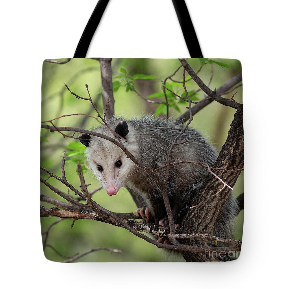 Virginia Opossum Tote Bag featuring the photograph Virginia Opossum by Natural Focal Point Photography
