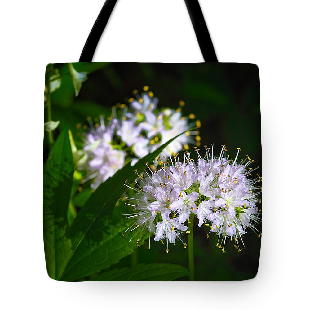 Virginia Waterleaf Tote Bag featuring the photograph Virginia Waterleaf at Lost Valley by Michael Dougherty