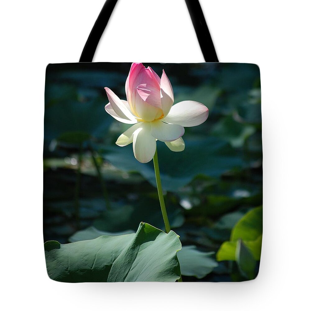 Lilly Pond Tote Bag featuring the photograph Visit to Lilly Pond 2 by David Lane