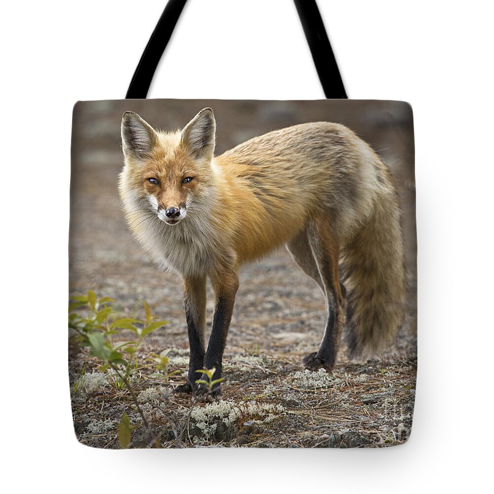 Nina Stavlund Tote Bag featuring the photograph Vulpes vulpes... by Nina Stavlund