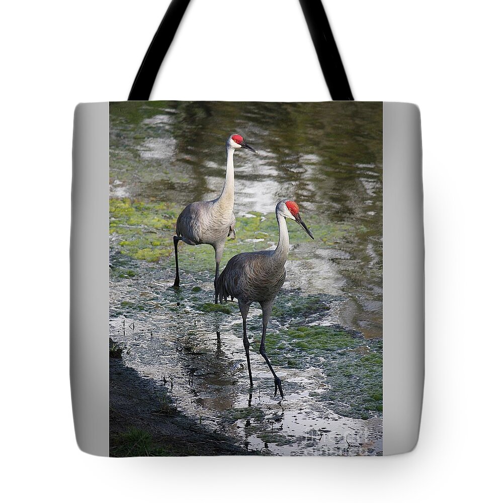 Sandhill Cranes Tote Bag featuring the photograph Wading Sandhills by Carol Groenen