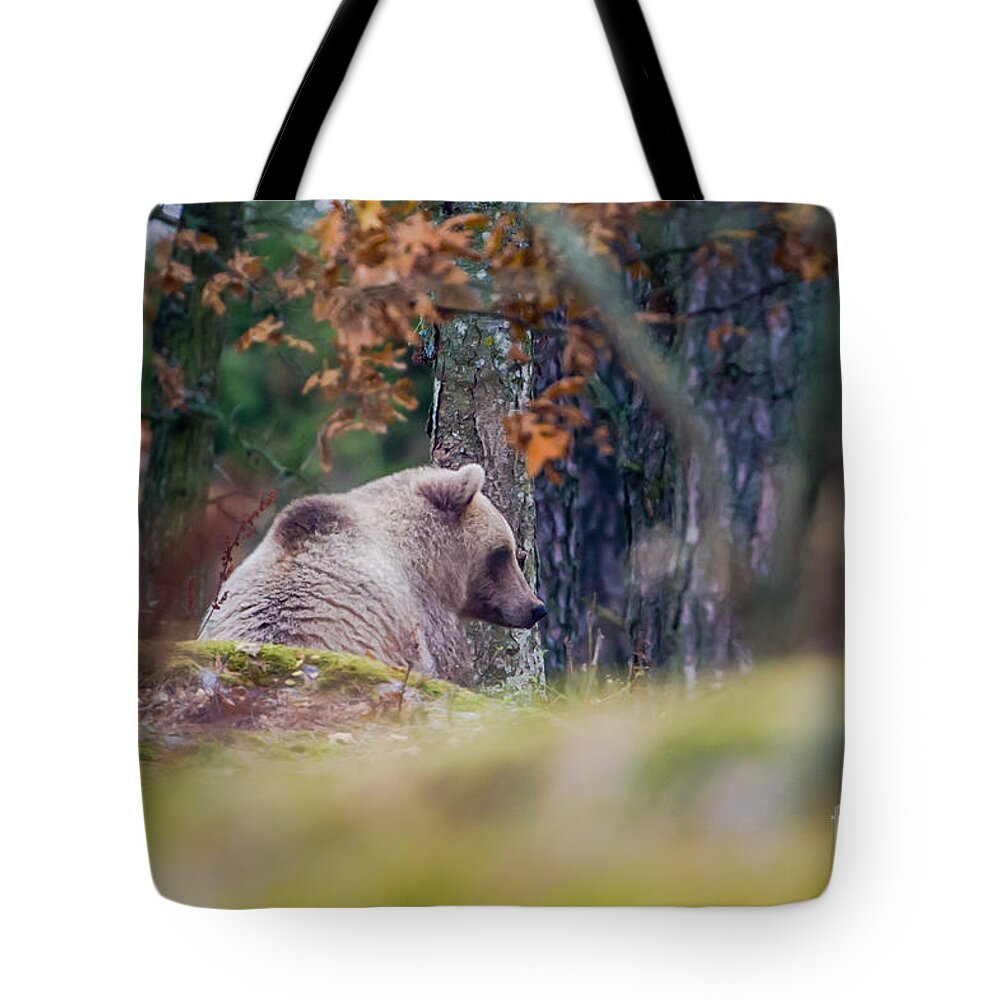 Waiting Bear Tote Bag featuring the photograph Waiting Bear by Torbjorn Swenelius