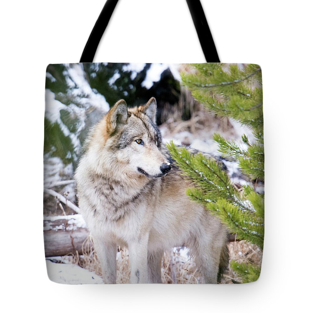 Grey Wolf Tote Bag featuring the photograph Waiting by Deby Dixon