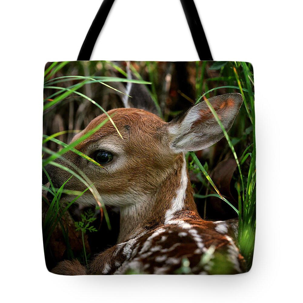 Whitetail Deer Tote Bag featuring the photograph Waiting Fawn by Michael Dougherty