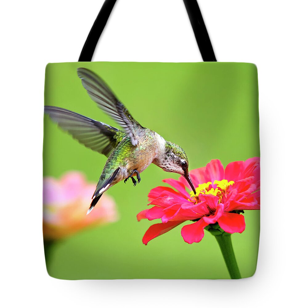 Hummingbird Tote Bag featuring the photograph Waiting in the Wings Hummingbird Square by Christina Rollo