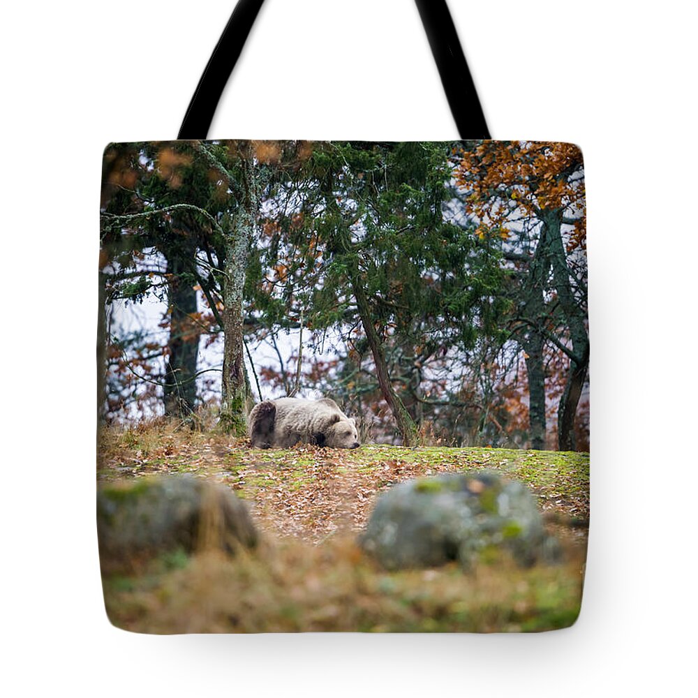 Wakening Bear Tote Bag featuring the photograph Wakening Bear by Torbjorn Swenelius