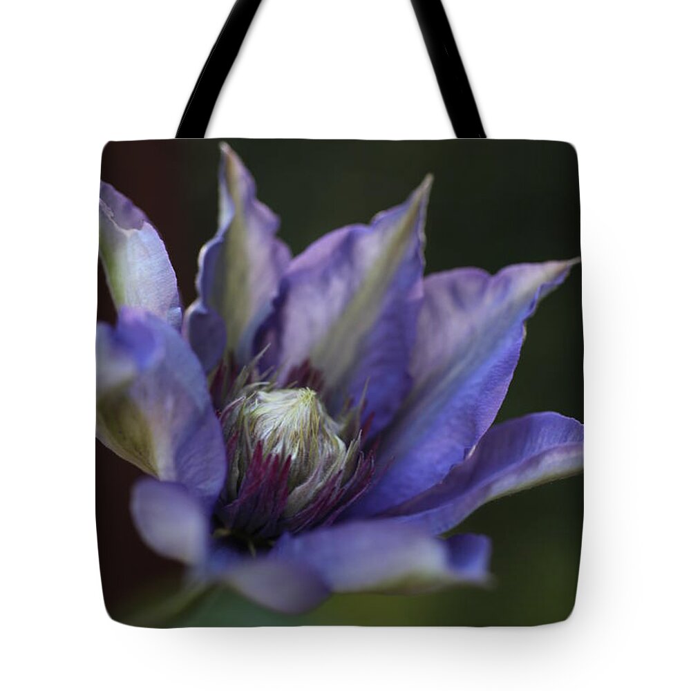 Abundant Tote Bag featuring the photograph Waking Up Clematis by Tammy Pool