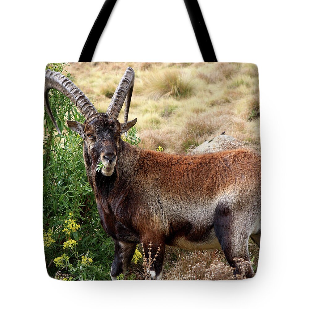 Wildlife Tote Bag featuring the photograph Walia Ibex by Aidan Moran