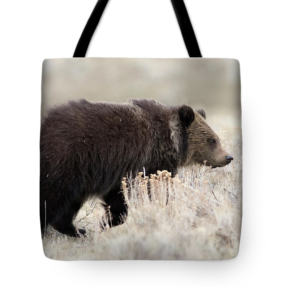 Grizzly Cub Tote Bag featuring the photograph Wandering by Deby Dixon