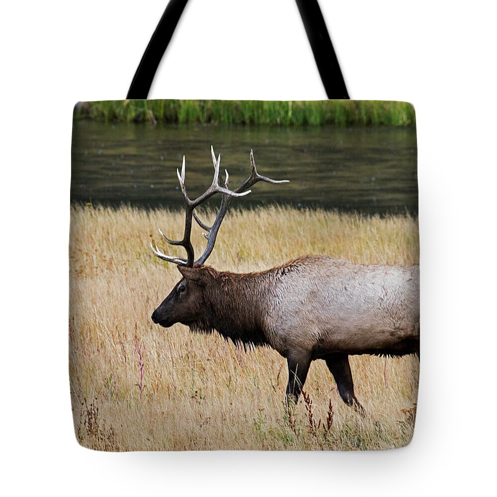 Yellowstone Tote Bag featuring the photograph Wandering Elk by Scott Read