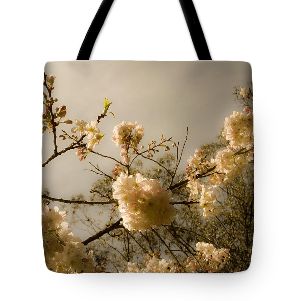 Warm Cherry Blossoms Tote Bag featuring the photograph Warm Cherry Blossoms by Bonnie Follett