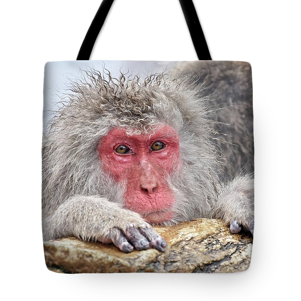 Japan Tote Bag featuring the photograph Warming up by Kuni Photography