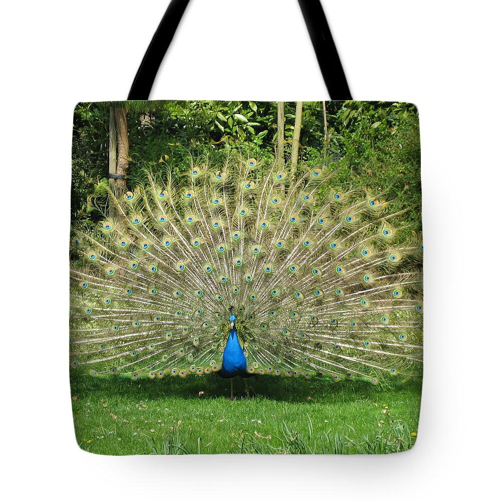 Warwick Castle Peackock Tote Bag featuring the photograph Warwick Castle Peackock by Annette Hadley