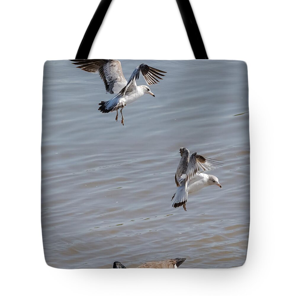 Gull Tote Bag featuring the photograph Watch Out Below by Holden The Moment