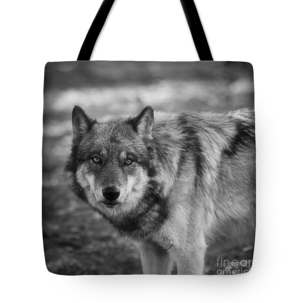 Wolf Tote Bag featuring the photograph Watchful by Ana V Ramirez
