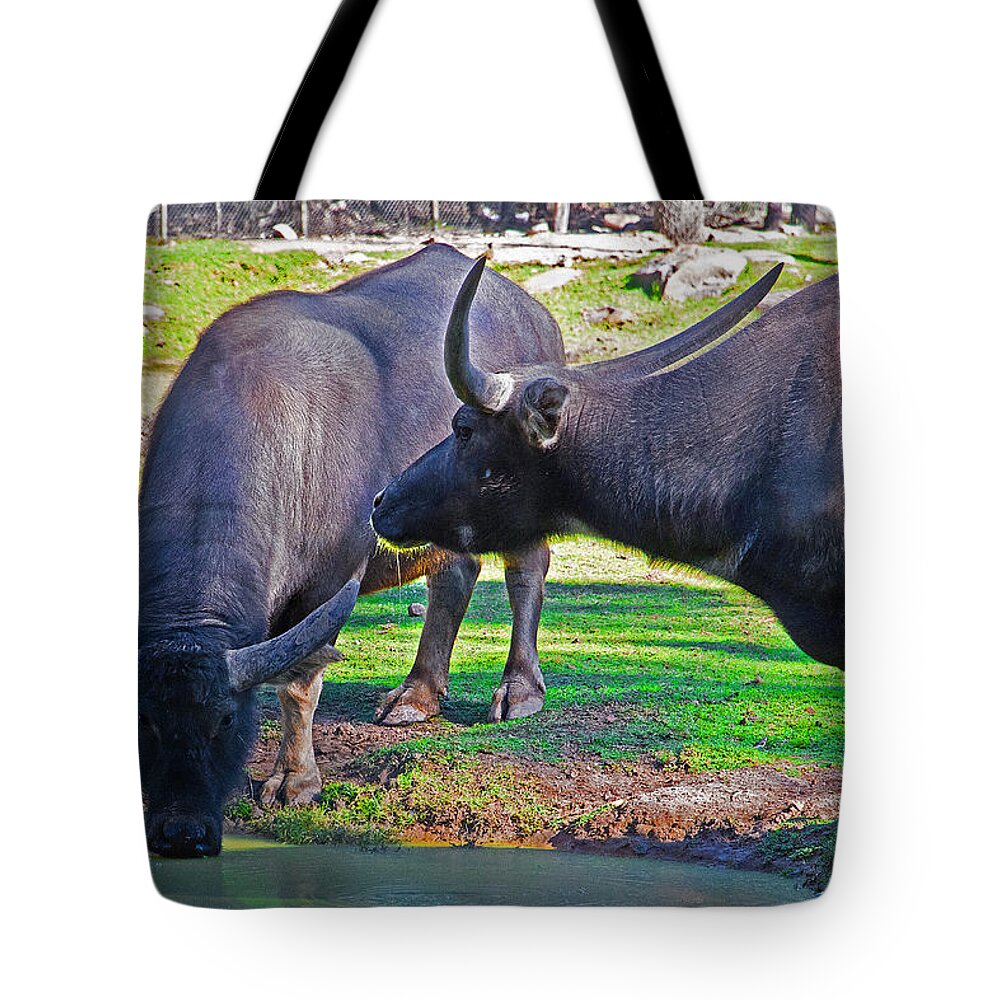 Asian Water Tote Bag featuring the photograph Watching 2 Water Buffalos 1 Water Buffalo Watching Me by Miroslava Jurcik