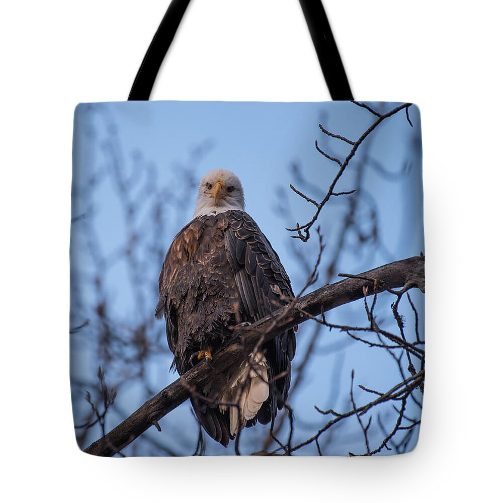 Bald Eagle Tote Bag featuring the photograph Watching by David Kirby