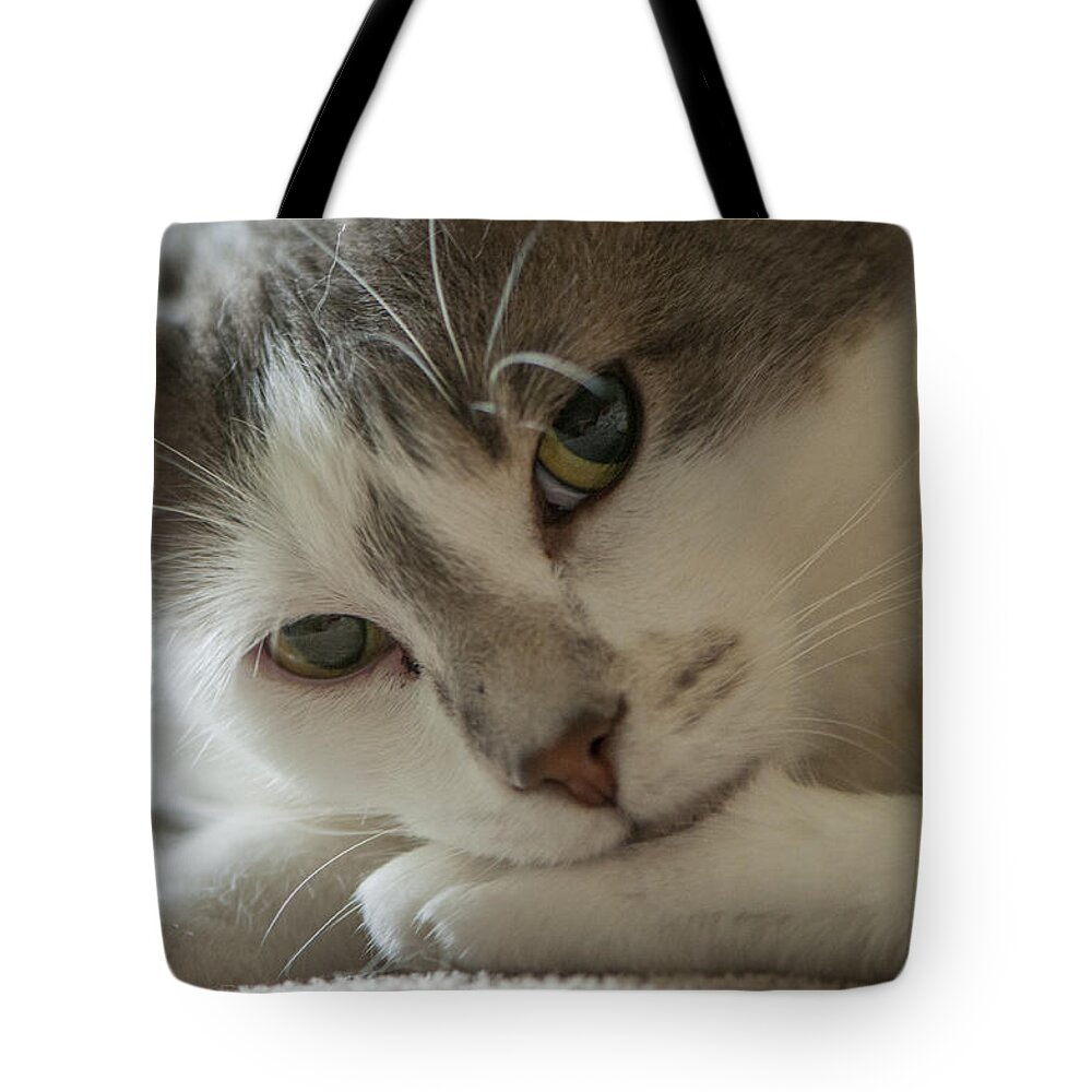 Animal Portraits Tote Bag featuring the photograph Watching me, watching you by Brian Green
