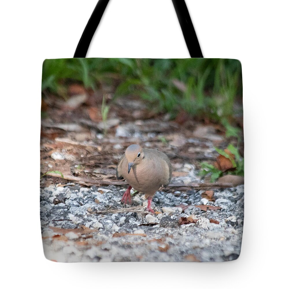 Mourning Dove Tote Bag featuring the photograph Watching My Step by JR Cox