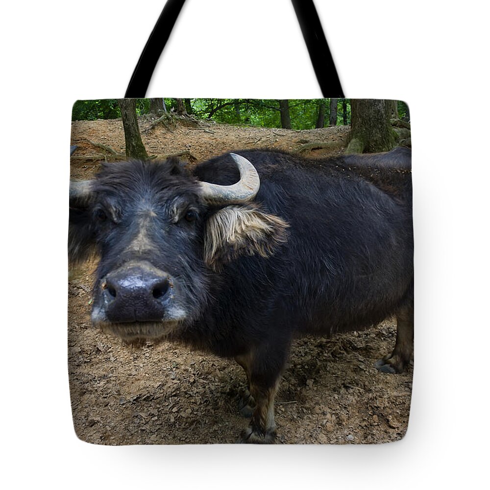 Water Buffalo Tote Bag featuring the photograph Water Buffalo On Dry Land by Flees Photos