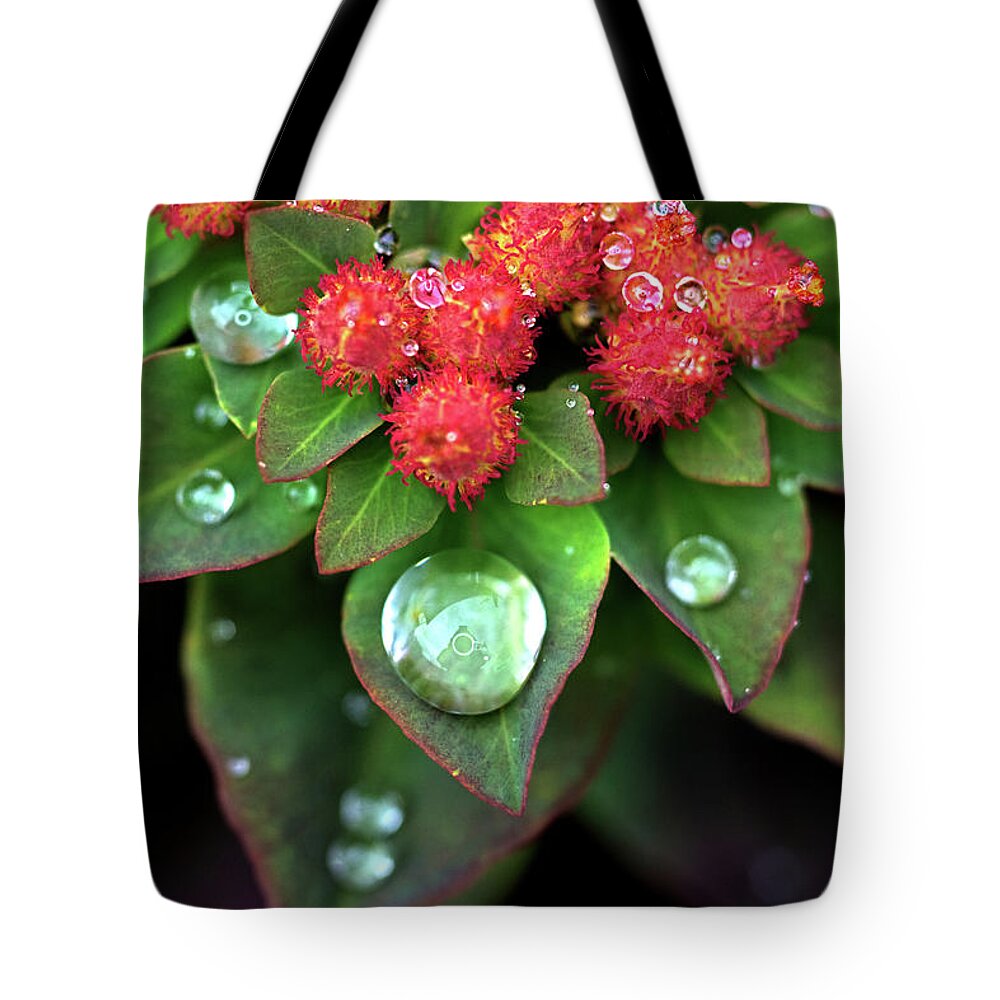 Rain Drop Tote Bag featuring the photograph Water Drops on Christmas Flower by Crystal Wightman