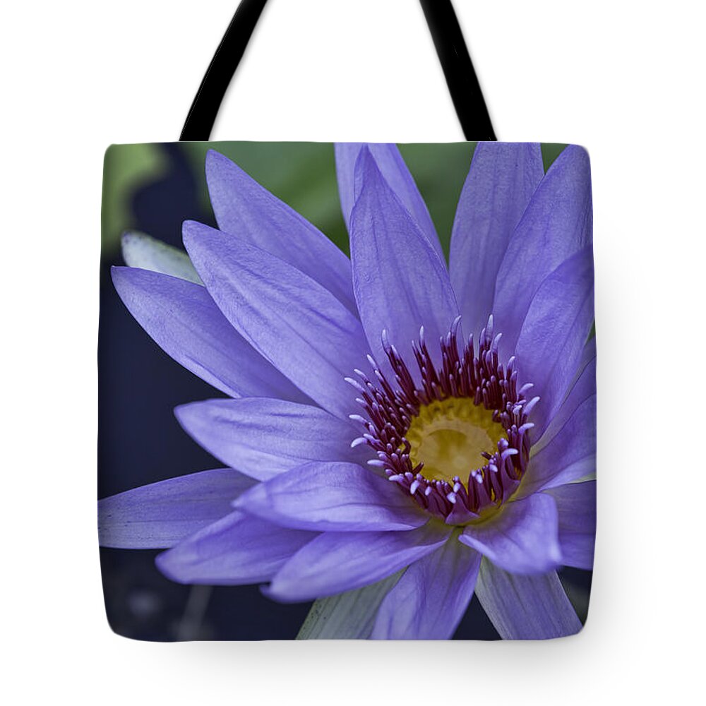 Water Lilly Tote Bag featuring the photograph Water Lilly 2 by Mark Harrington