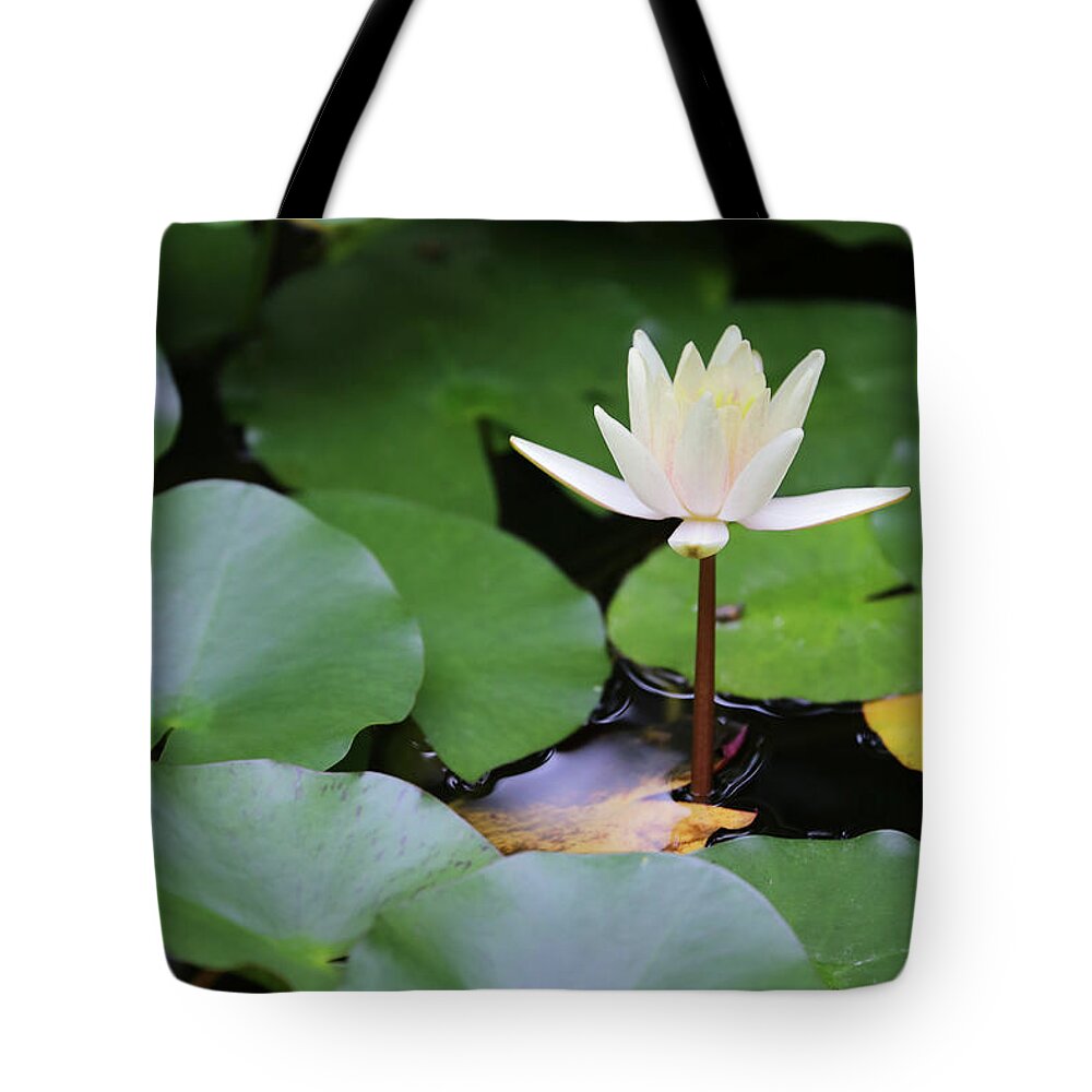 Pond Tote Bag featuring the photograph Water Lilly 3 Dow Gardens 062618 by Mary Bedy
