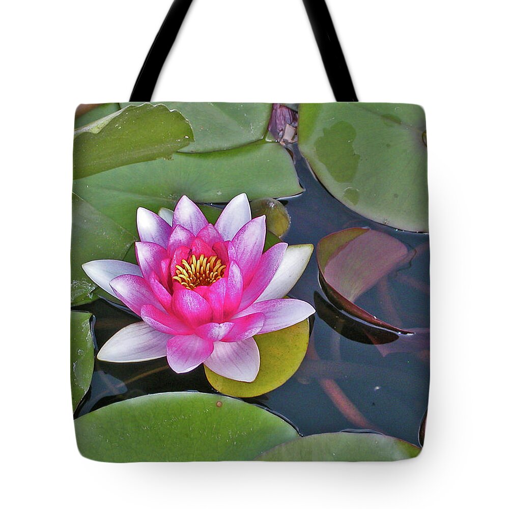 Deep Pink Center With Progressively Lighter Leaves Tote Bag featuring the photograph Water Lilly and lilly pads by David Frederick