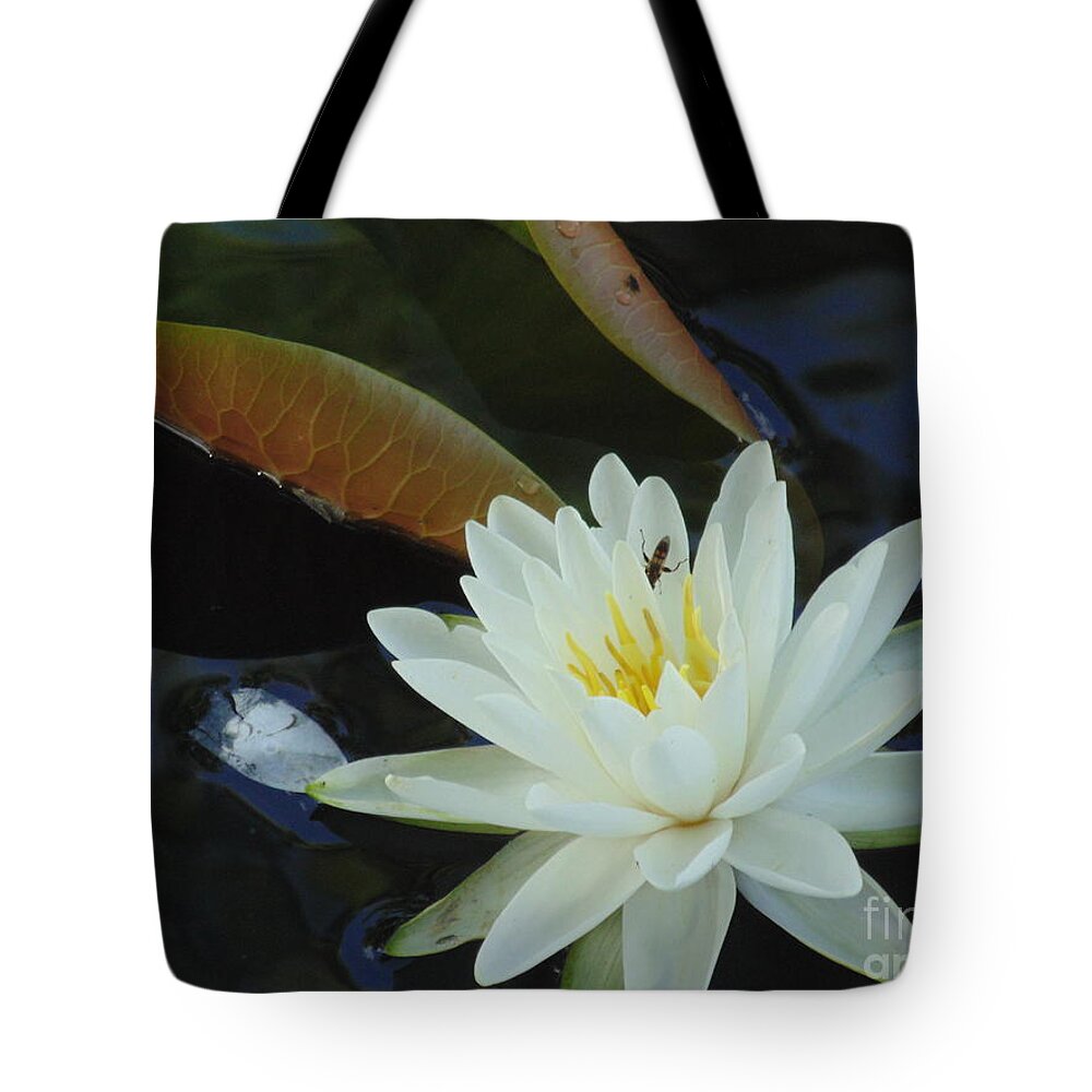 #landscape #water Lily #flower #white Flower Photograph #water Flowers #water Lilies #water Lily Yoga Mat #water Lily Tote Bags Tote Bag featuring the photograph Water Lily by Daun Soden-Greene