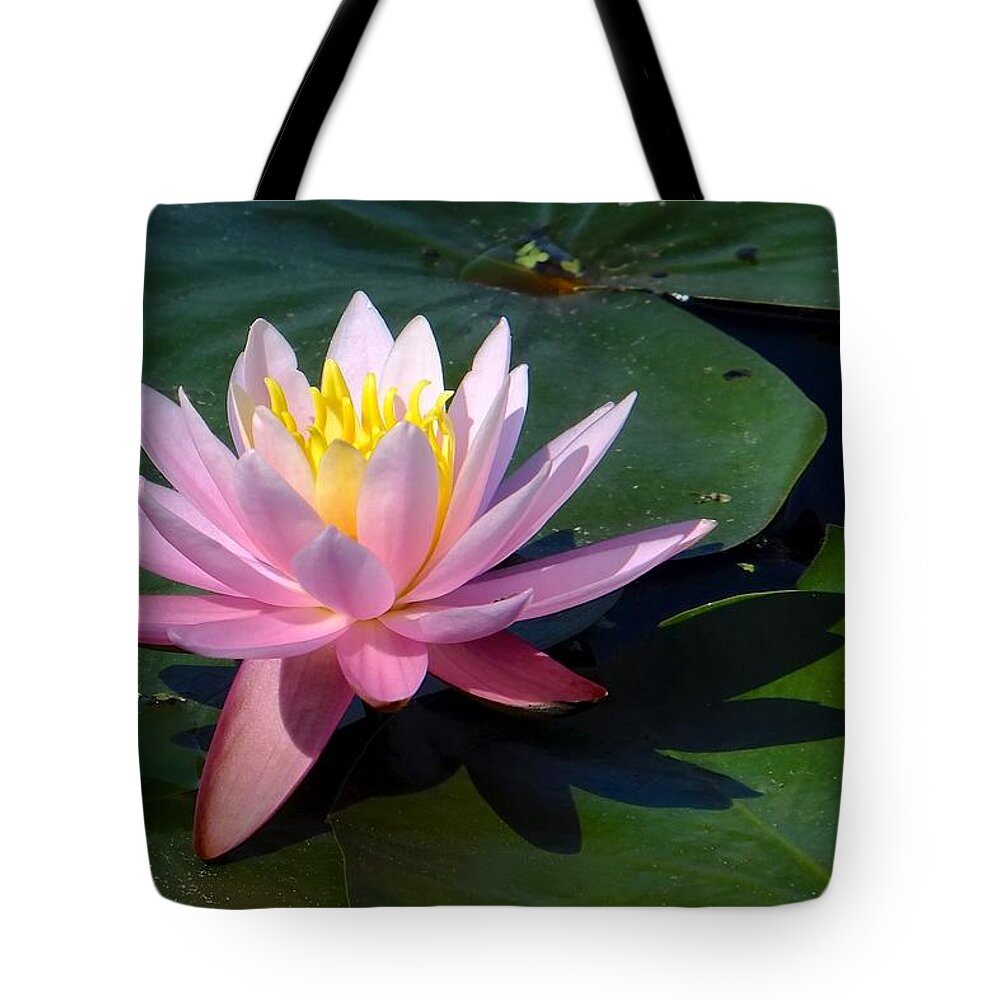 Water Lily Tote Bag featuring the photograph Water Lily in Mountain Lake by Tana Reiff