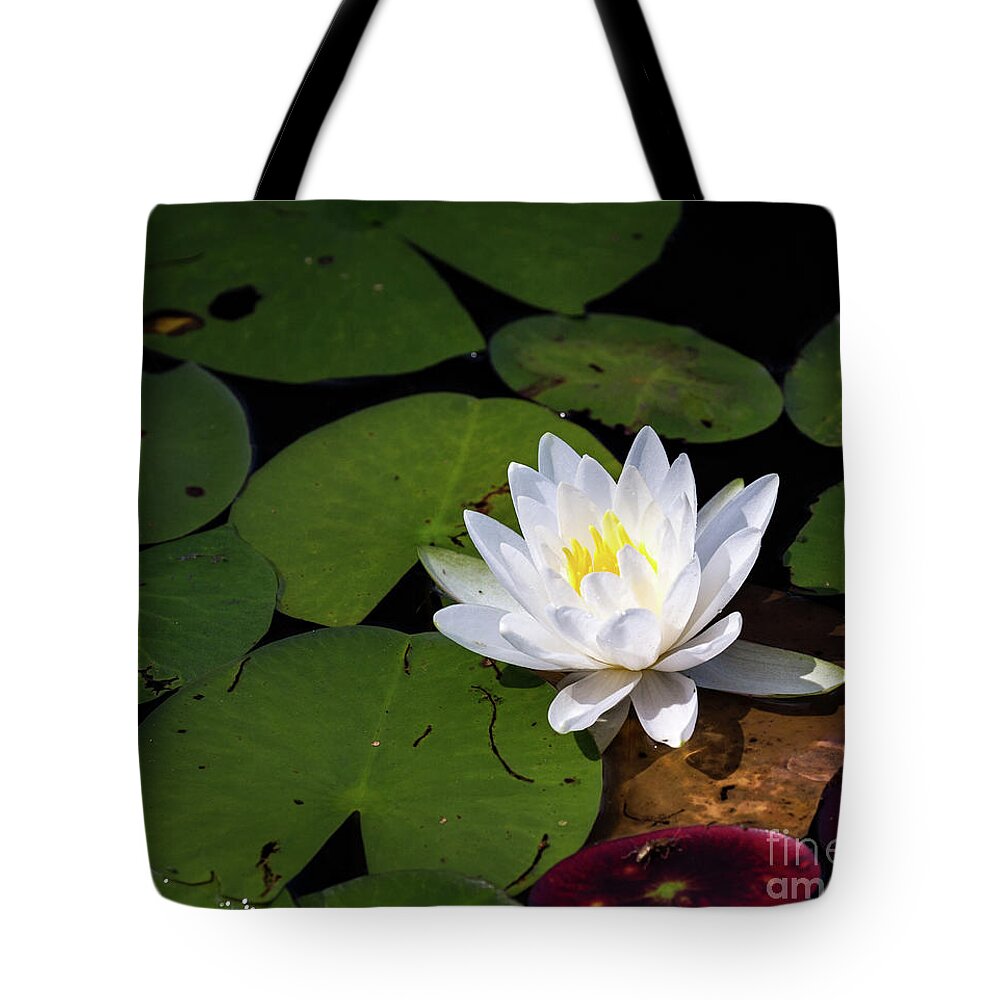 White Water Lily Tote Bag featuring the photograph Water Lily by Jim Gillen