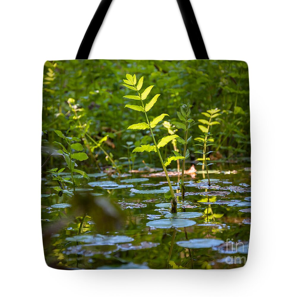 Plants Tote Bag featuring the photograph Water plants by Mariusz Talarek