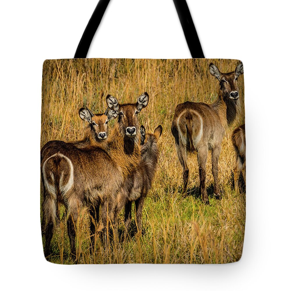 Okeechobee Tote Bag featuring the photograph Waterbuck Group by Richard Goldman