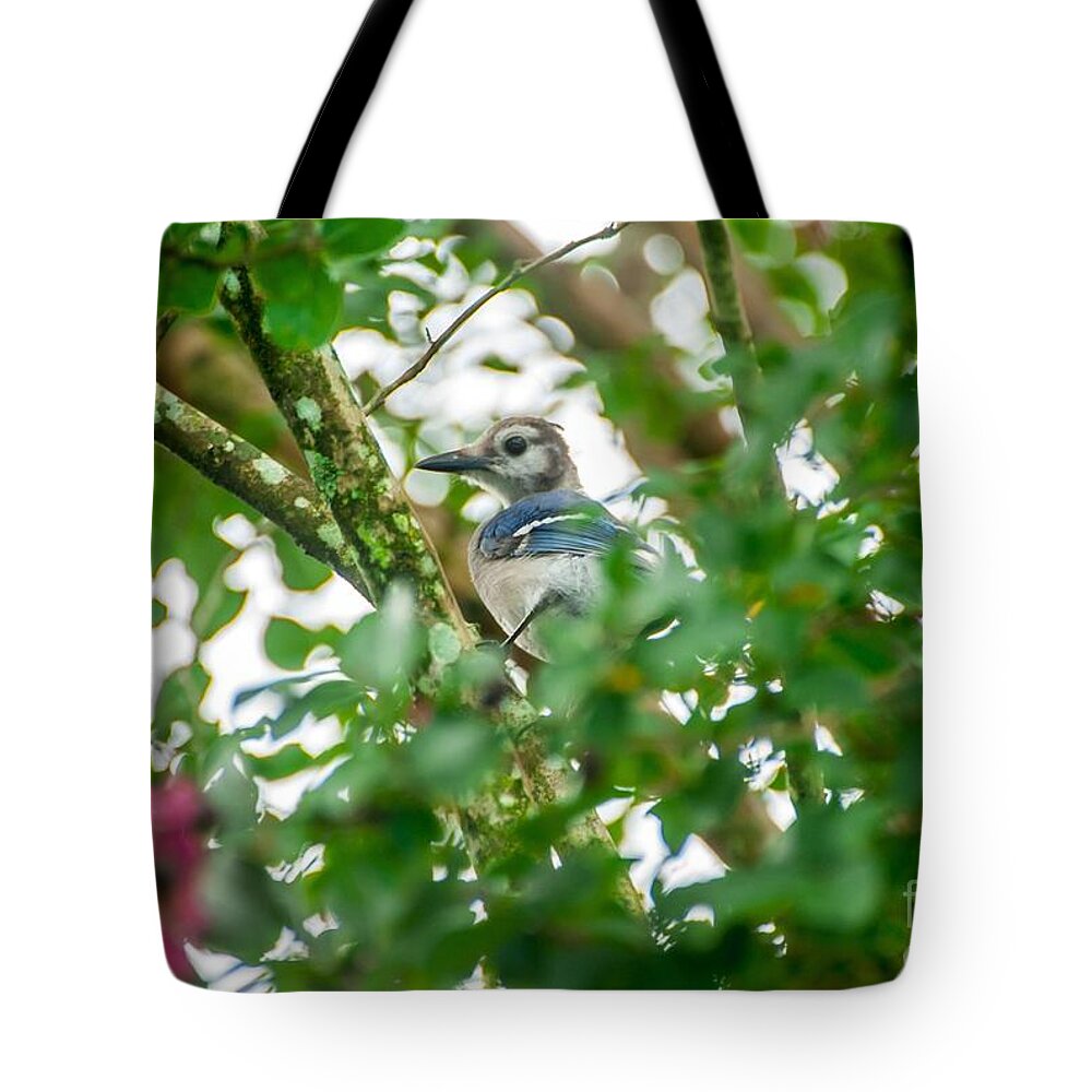 Blue Jay Tote Bag featuring the photograph Birds by Buddy Morrison