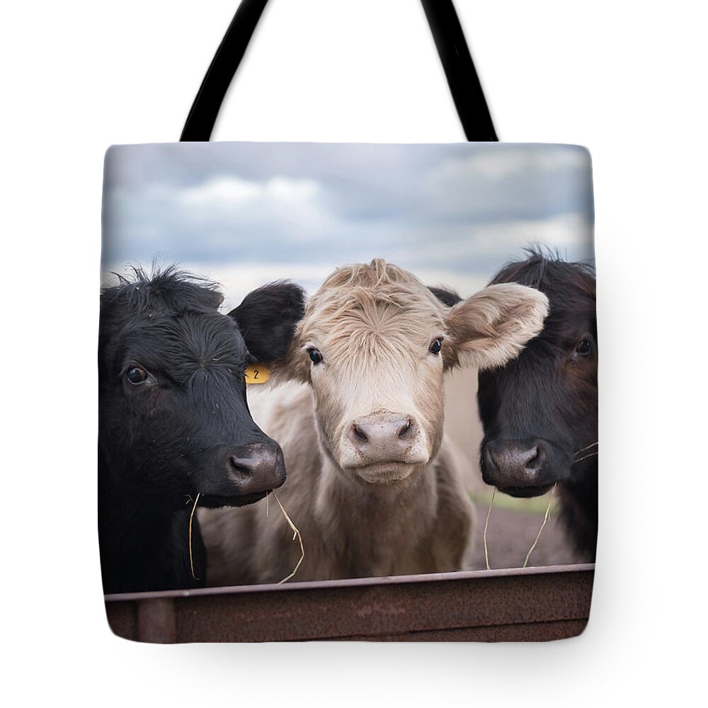 Cows Tote Bag featuring the photograph We Three Cows by Holden The Moment