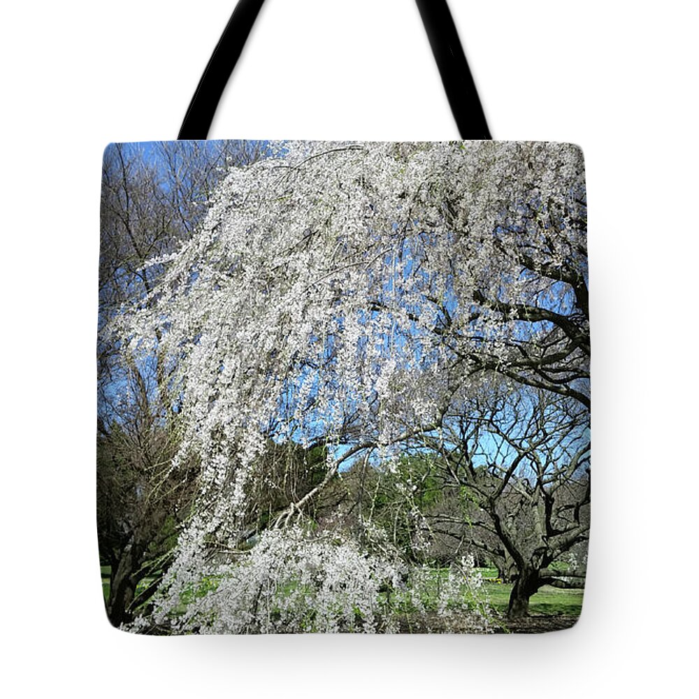 Cherry Tote Bag featuring the photograph Weeping Cherry Starting to Bloom by Liza Eckardt